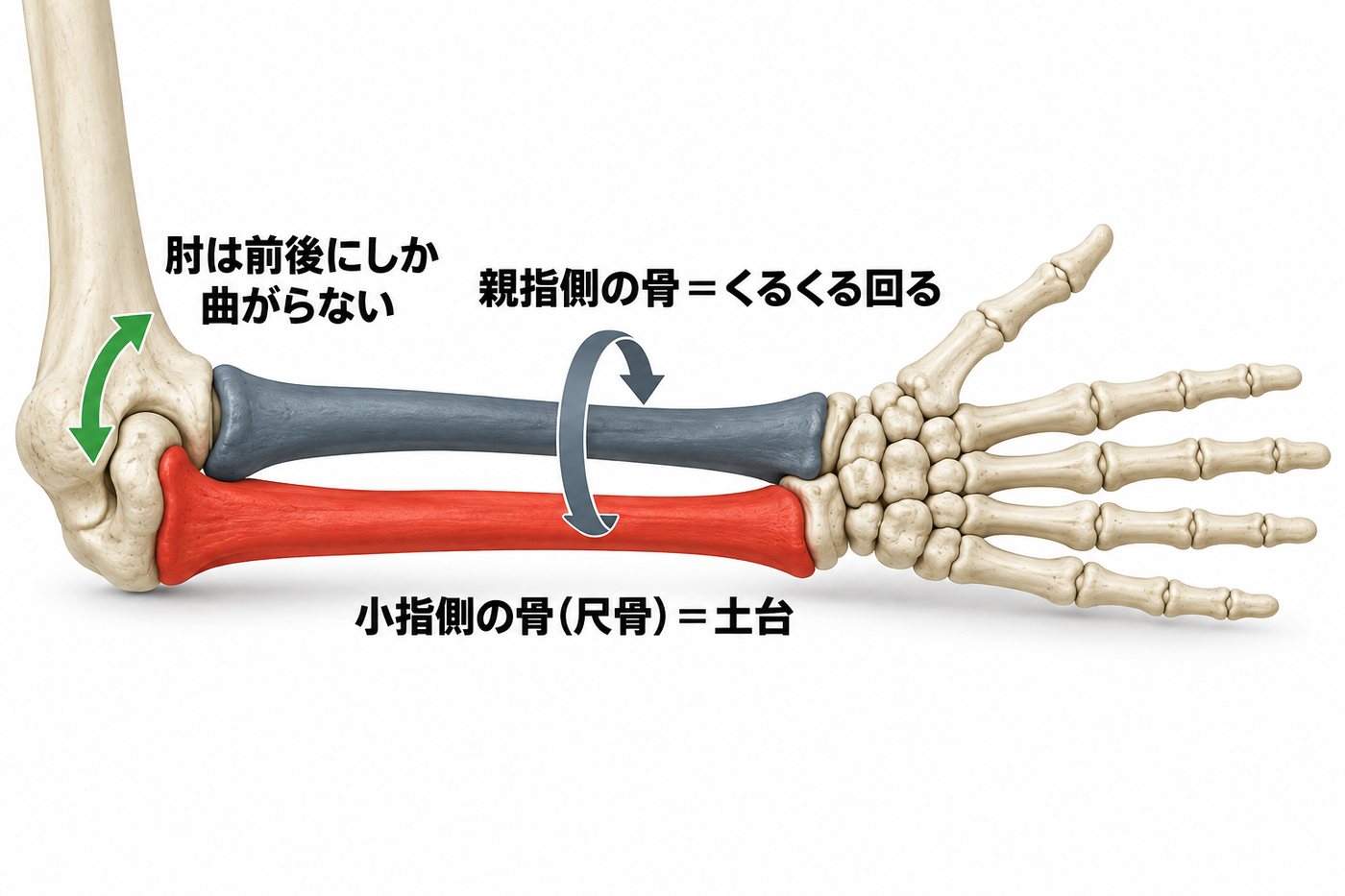 前腕の2本の骨のうち親指側の骨はくるくる回り、小指側の尺骨は肘で噛み合って土台になり、肘は前後にしか曲がらないことを示す骨格の図