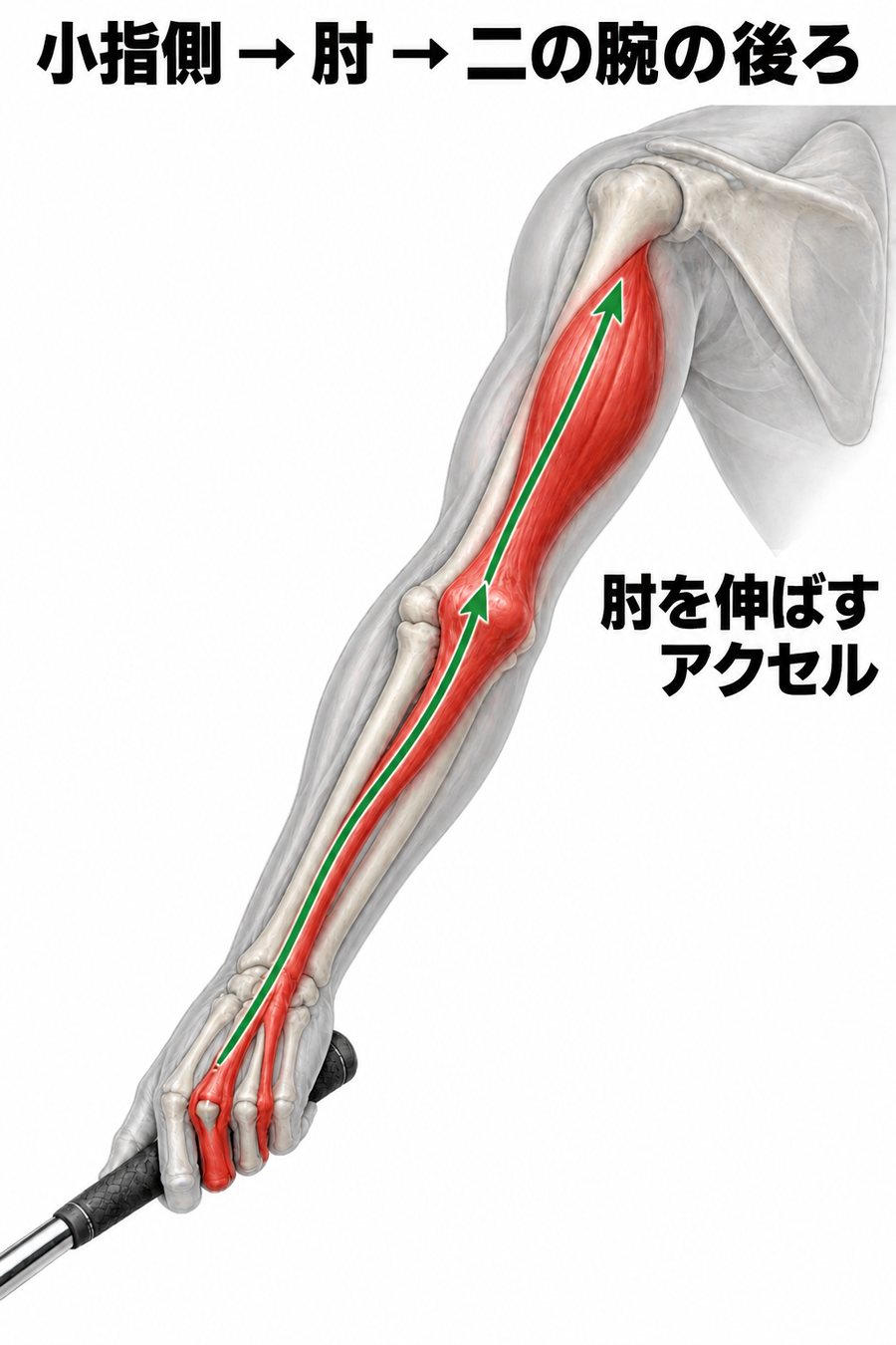 小指と薬指から前腕の小指側の骨、肘の出っ張り、二の腕の後ろの上腕三頭筋までが1本につながることを示す腕の図