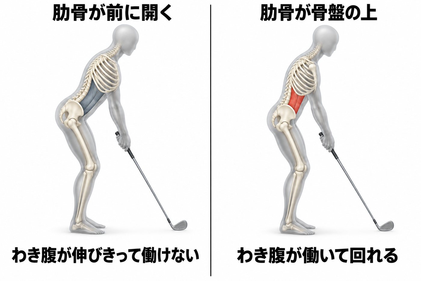 アドレスで肋骨が前に開いてわき腹の腹斜筋が伸びきった姿勢と、肋骨が骨盤の上に収まって腹斜筋が働く姿勢を真横から比べた図