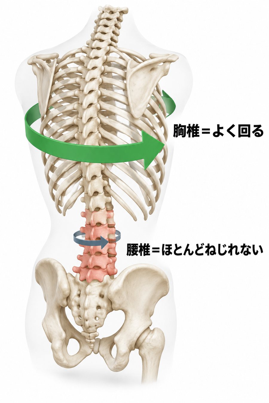 背骨のうち肋骨がついた胸椎はよく回り、腰椎はほとんどねじれないことを示す骨格の図