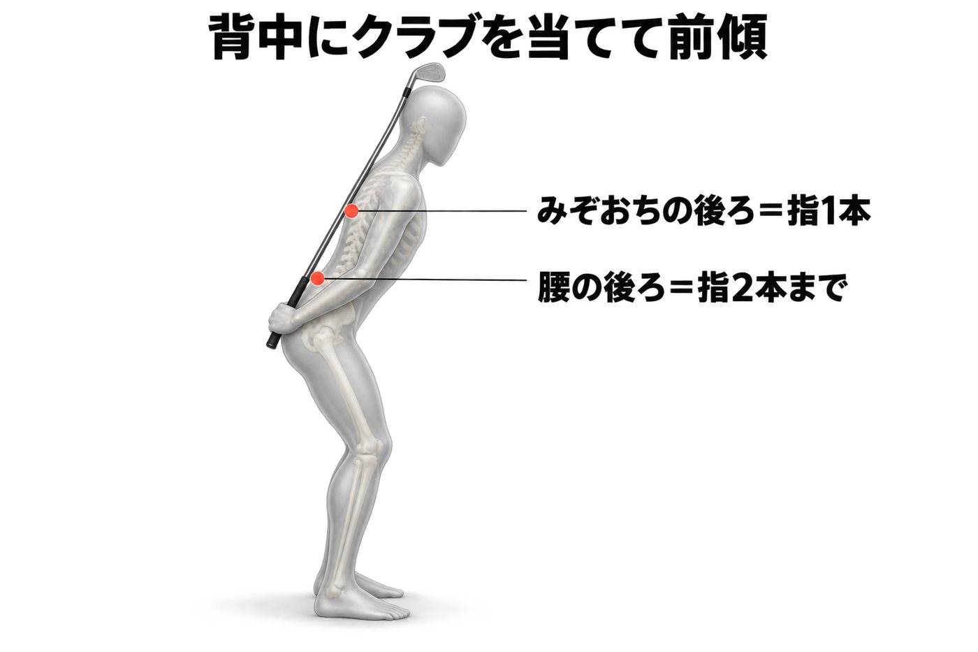 背中にクラブを縦に当てて前傾し、みぞおちの後ろのすき間は指1本、腰の後ろのすき間は指2本までを目安にする確認法の図