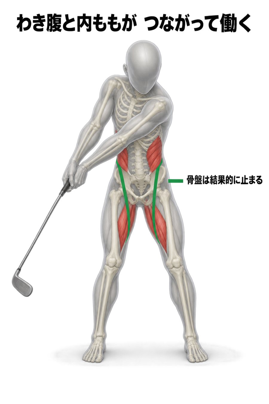切り返しでわき腹の腹斜筋と内ももの内転筋がつながって働き、骨盤が結果的に止まることを示す図
