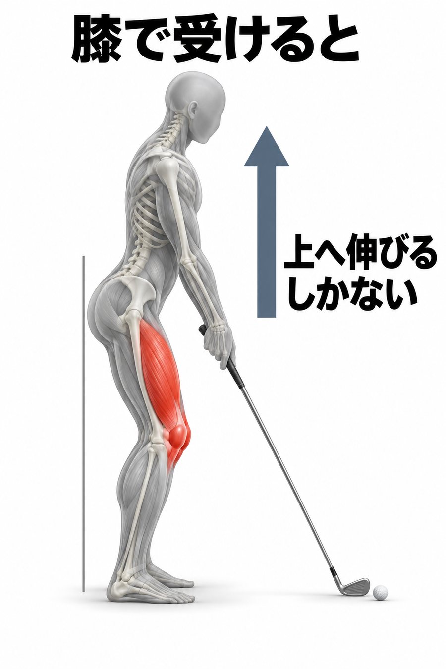 体重を前足の膝と太ももの前で受けると骨盤が前に出て、体が上へ伸び上がるしかなくなることを示す図