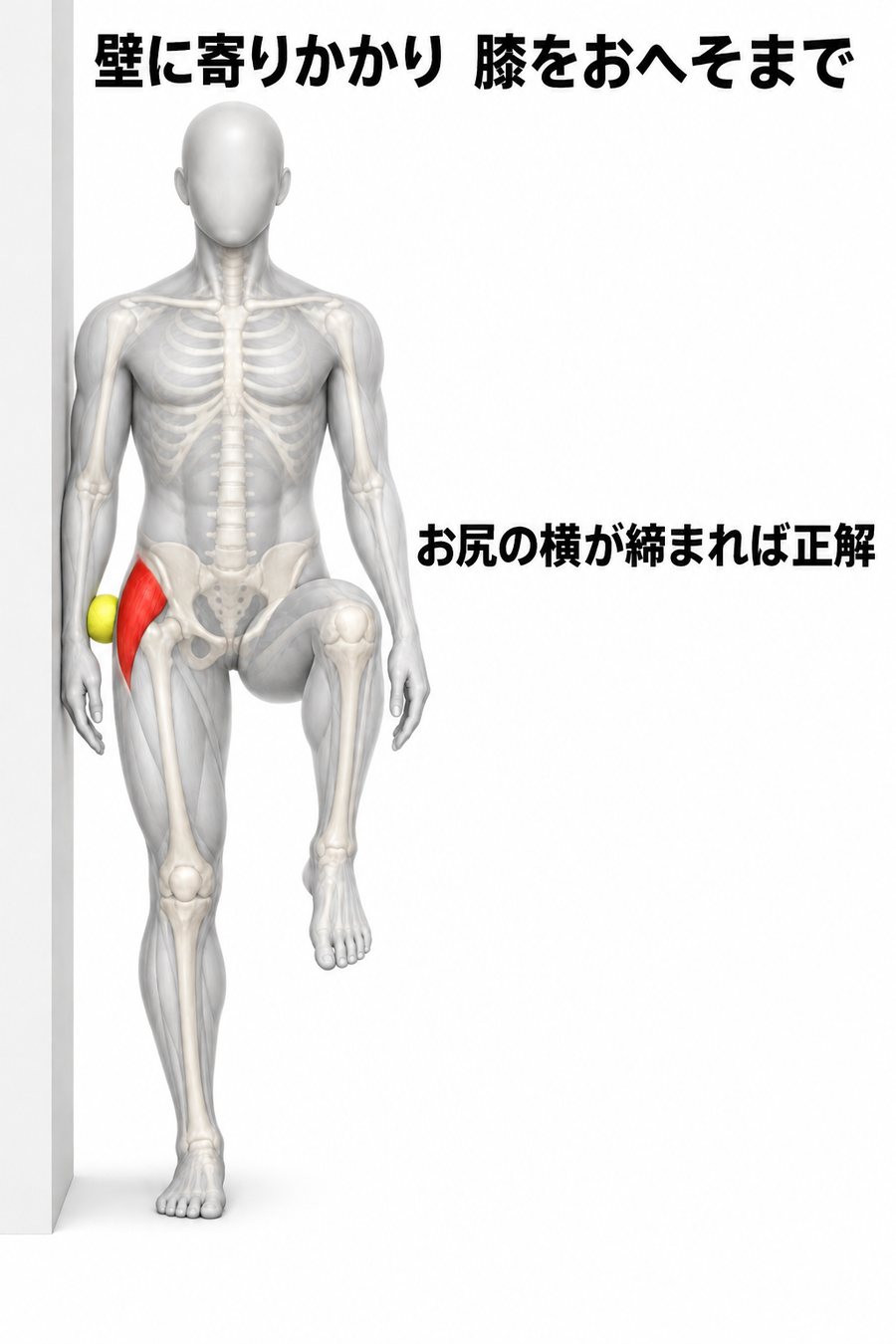 壁と骨盤の横の出っ張りの間にボールを挟んで寄りかかり、反対の膝をおへその高さまで上げて、壁側のお尻の横を働かせるエクササイズの図